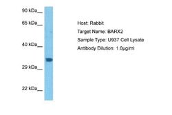 BarX2 Rabbit anti-Human, Polyclonal, Novus Biologicals 0.1ml; Unconjugated:Antibodies,